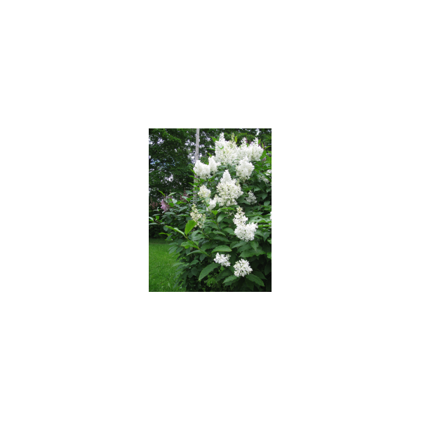 Syringa henryi'Tammelan Kaunotar' 