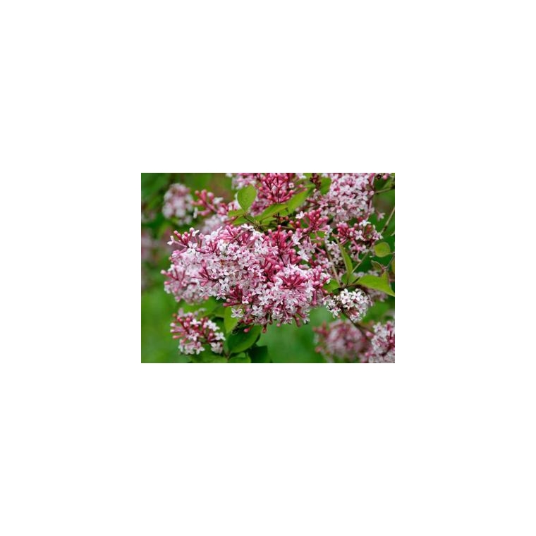 Syringa microphylla'Superba' 