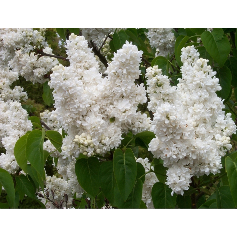 Syringa vulgaris'Mme Lemoine' 