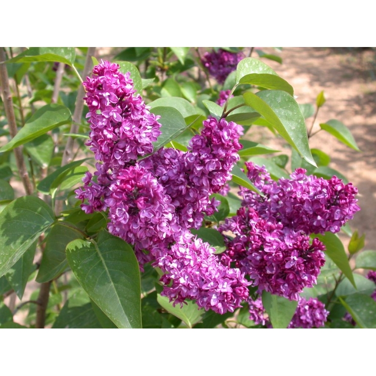 Syringa vulgaris'Charles Joly' 