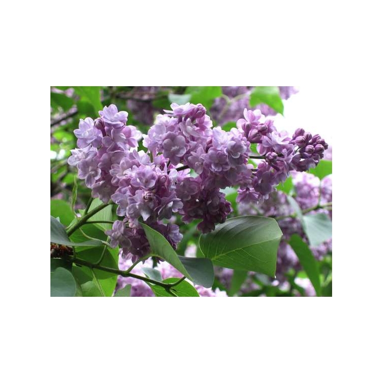 Syringa vulgaris'Michel Buchner' 