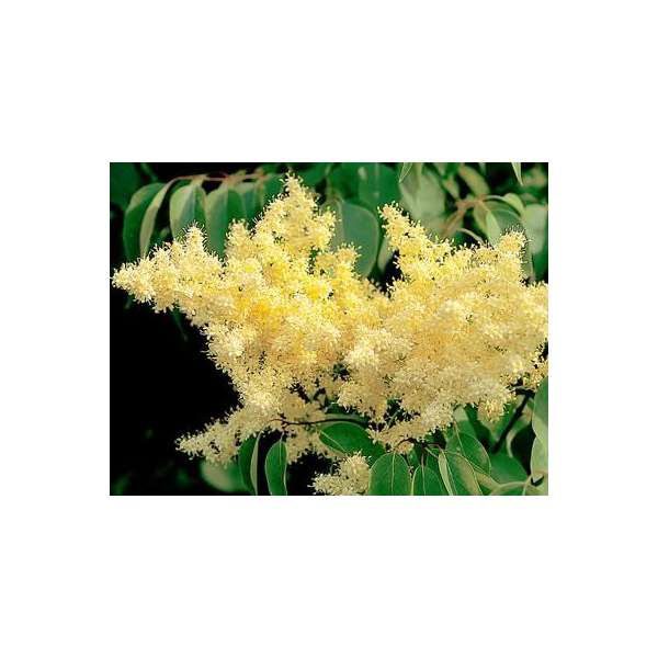 Syringa pekinensis'Yellow Fragrance' 