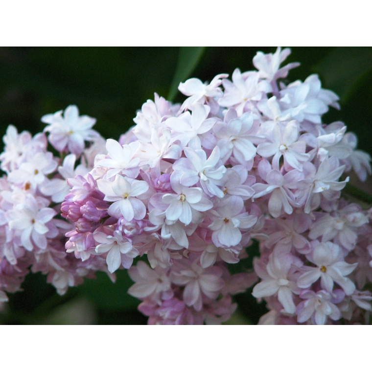 Syringa vulgaris'Mme Antoine Buchner' 