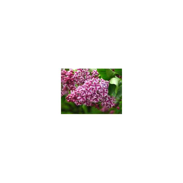 Syringa vulgaris'Sensation' 