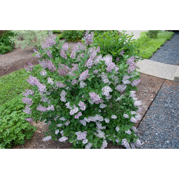 Syringa patula'Miss Kim' 