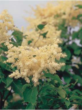 Syringa reticulata 