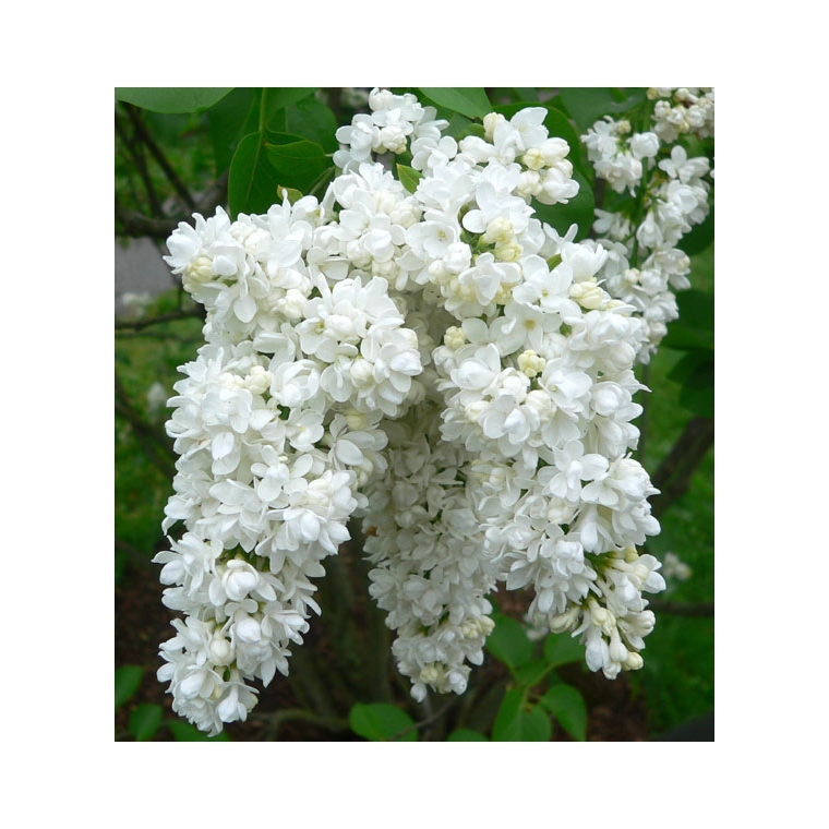 Syringa vulgaris'Miss Ellen Willmott' 