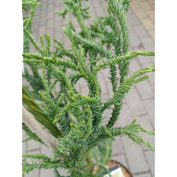 Cryptomeria japonica'Rasen' 