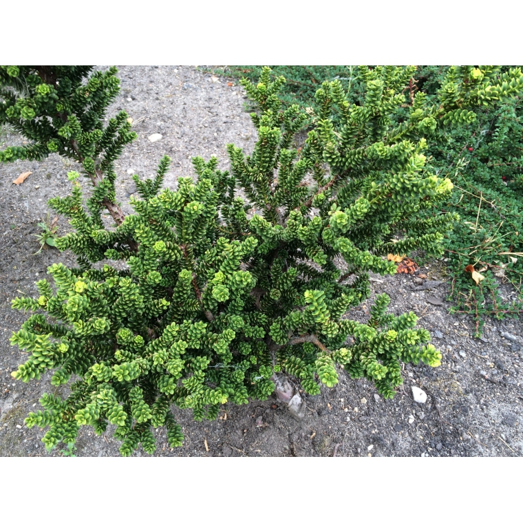 Taxus baccata'Amersfoort' 
