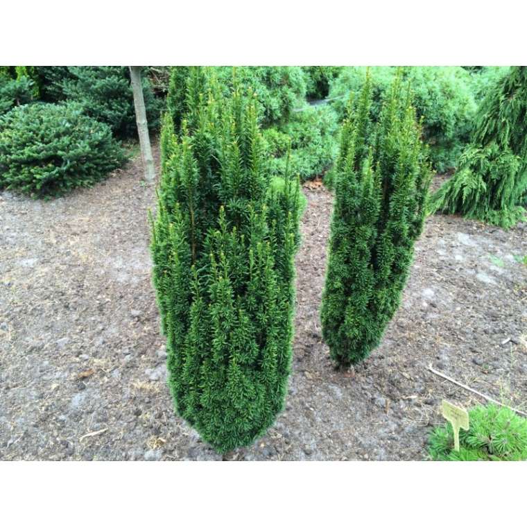 Taxus baccata'Micro' 