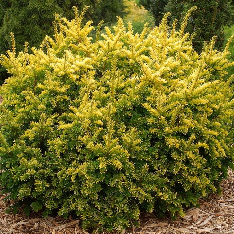 Taxus baccata'Semperaurea' 
