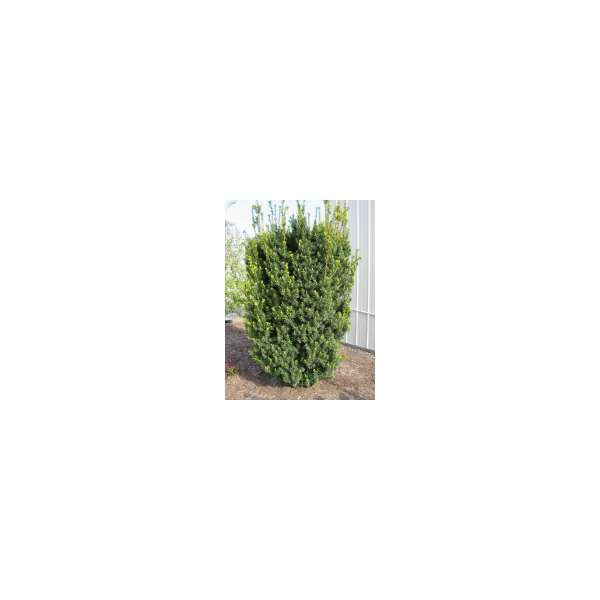 Taxus media'Hicksii' 