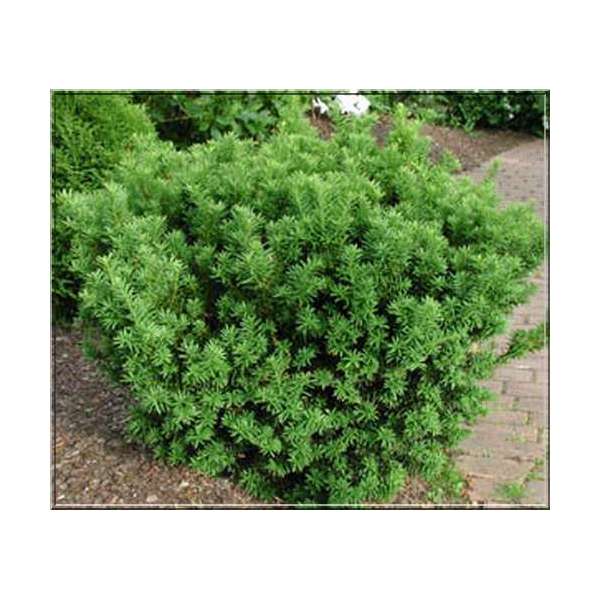 Taxus media'Farmen' 