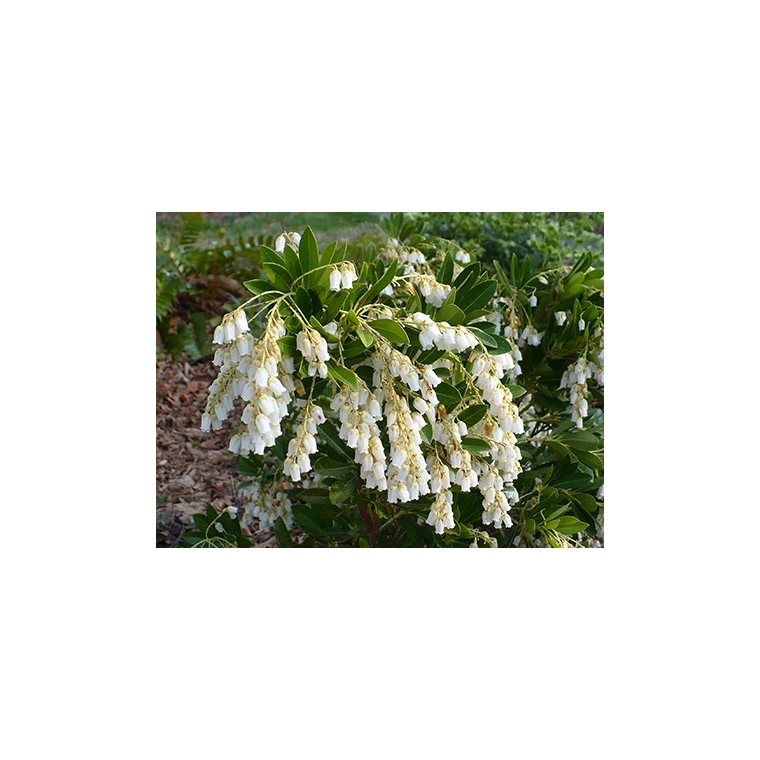 Pieris'Temple Bells' 