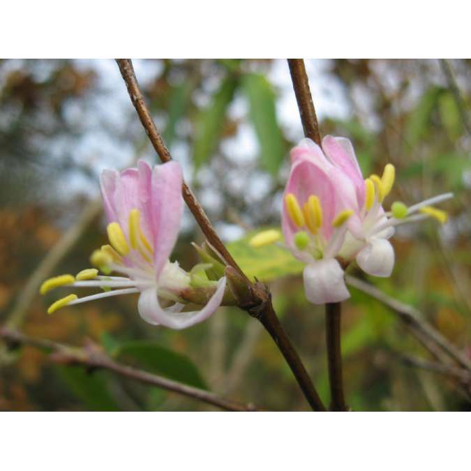 Lonicera standishii'Budapest' 