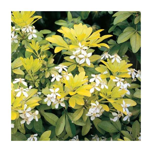 Choisya ternata'Brica' 