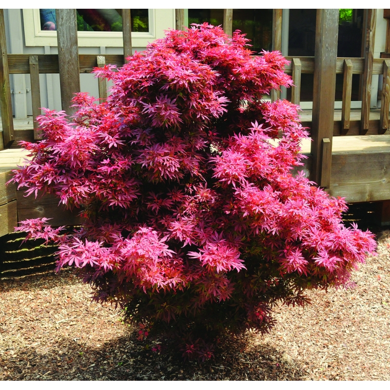 Acer palmatum'Shaina' 