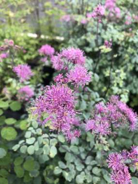Thalictrum aquilegifolium'My Little Favourite'