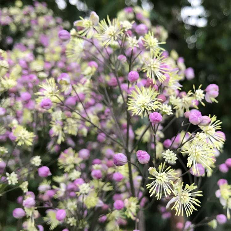 Thalictrum'Anne'