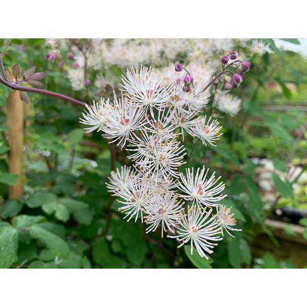 Thalictrum aquilegifolium'White Cloud'