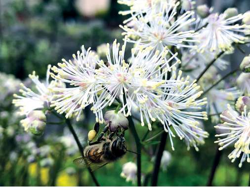 Thalictrum aquilegifolium'Nimbus White'