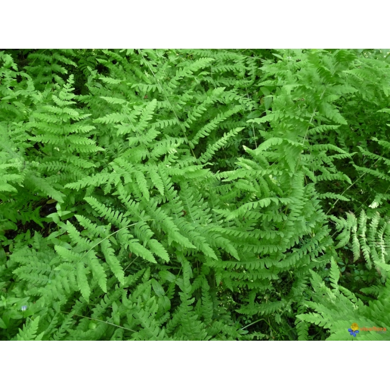 Thelypteris palustris