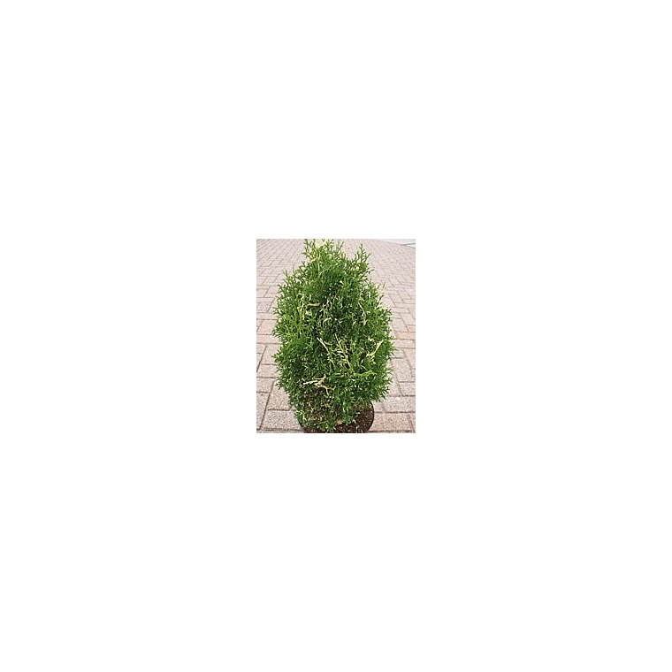 Thuja occidentalis'Konfetti' 
