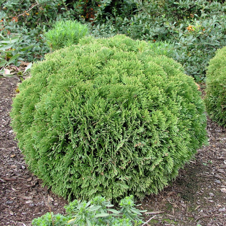 Thuja occidentalis'Danica' 