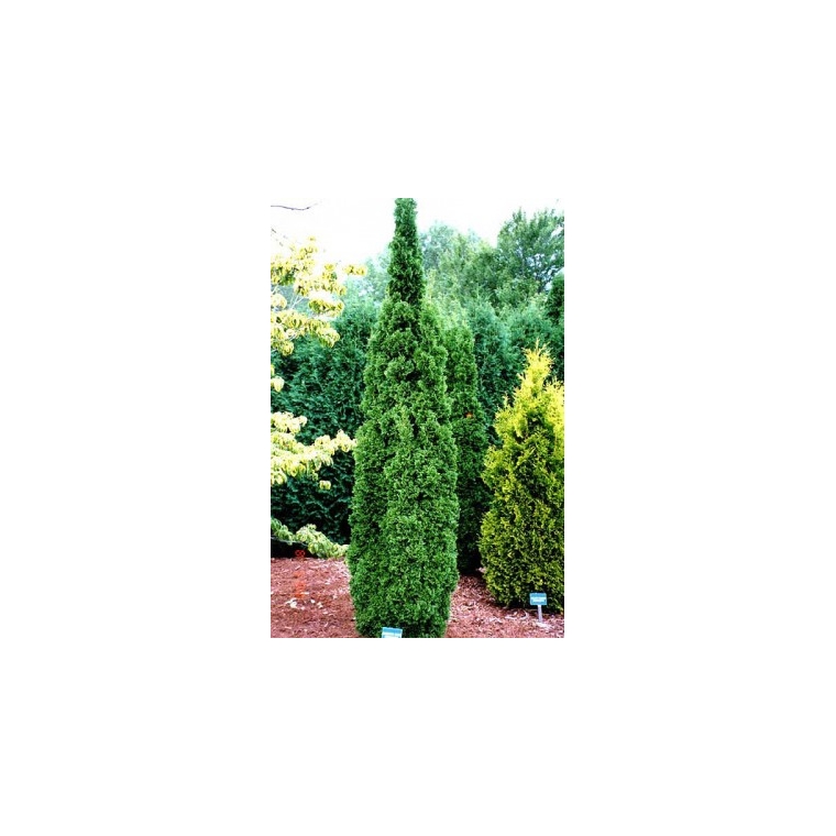 Thuja occidentalis'Degroot's Spire' 