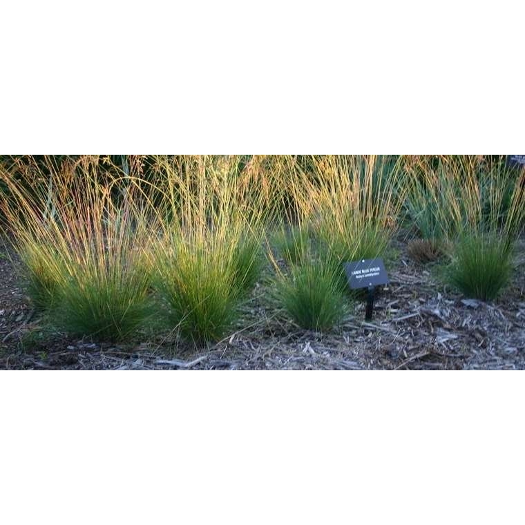 Festuca amethystina