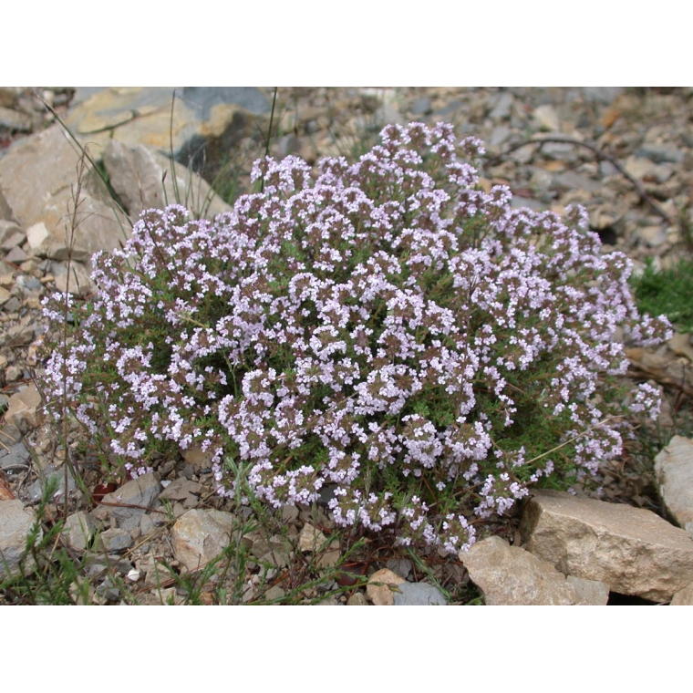 Thymus vulgaris