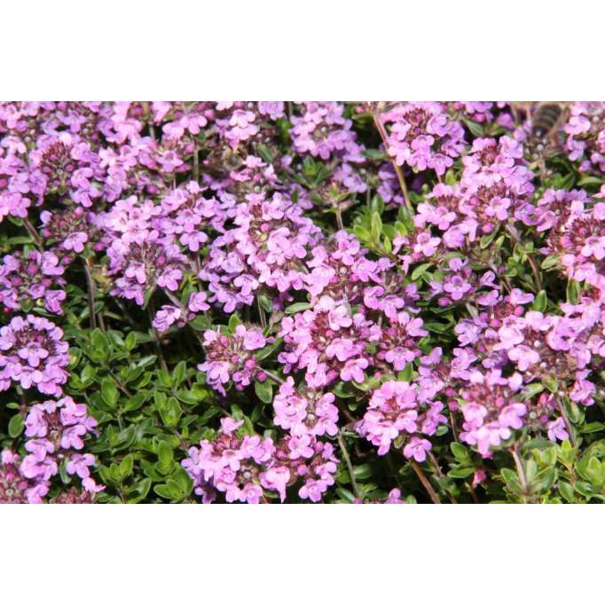 Thymus citriodorus'Lammefjord'