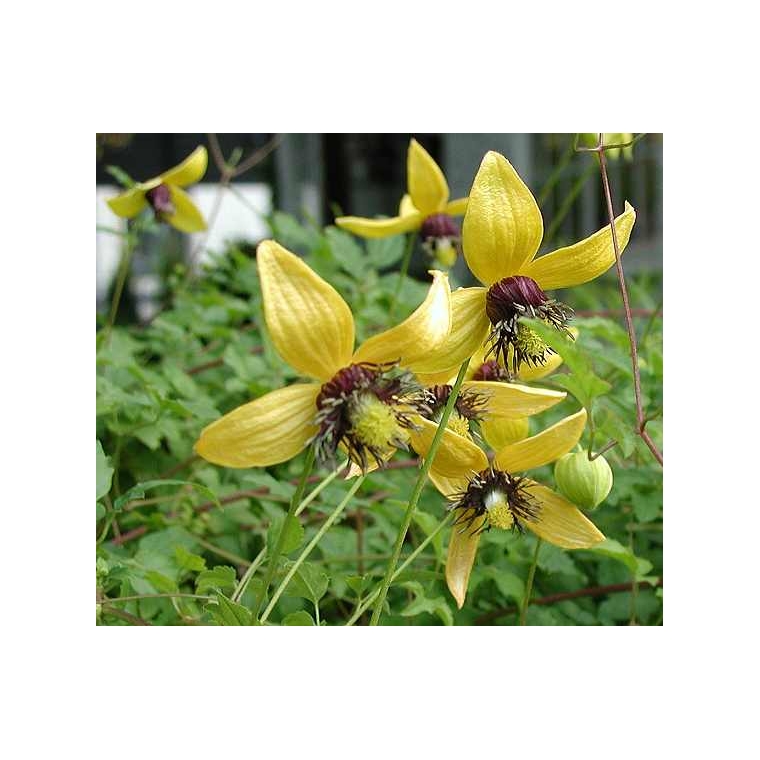 Clematis'Golden Tiara' 