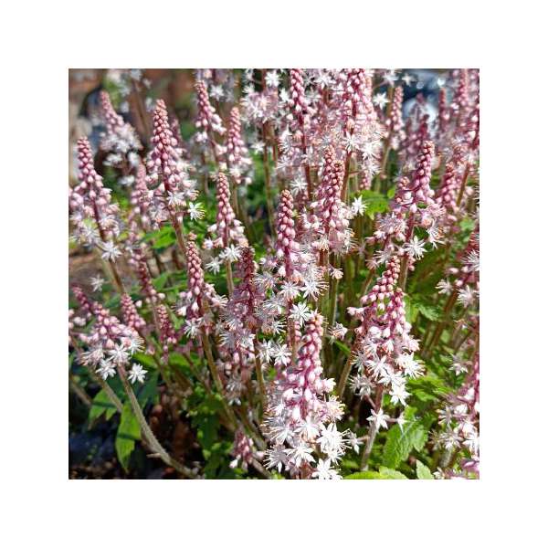 Tiarella'Pink Brushes'