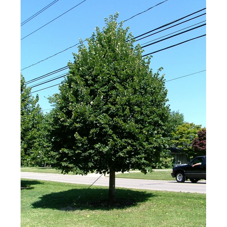 Tilia cordata'Greenspire' 