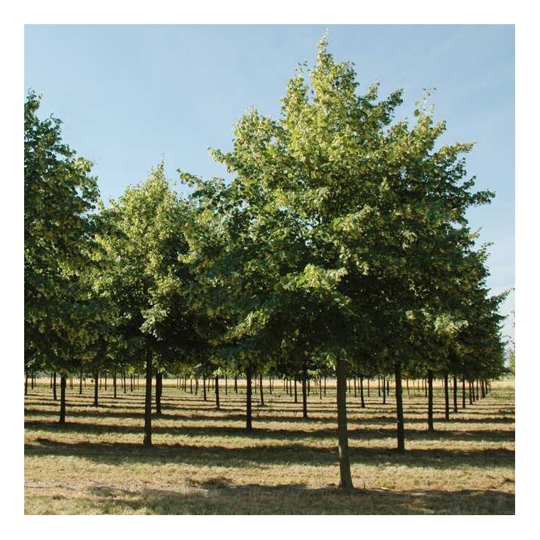 Tilia europaea'Pallida' 