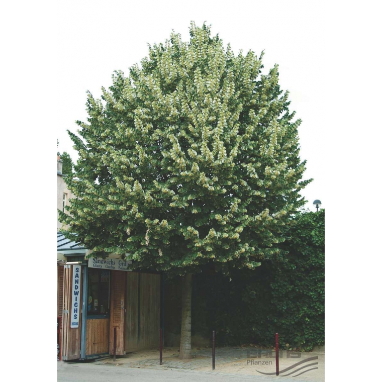 Tilia tomentosa'Brabant' leivorm 