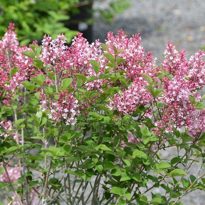 Syringa'Tinkerbelle' 