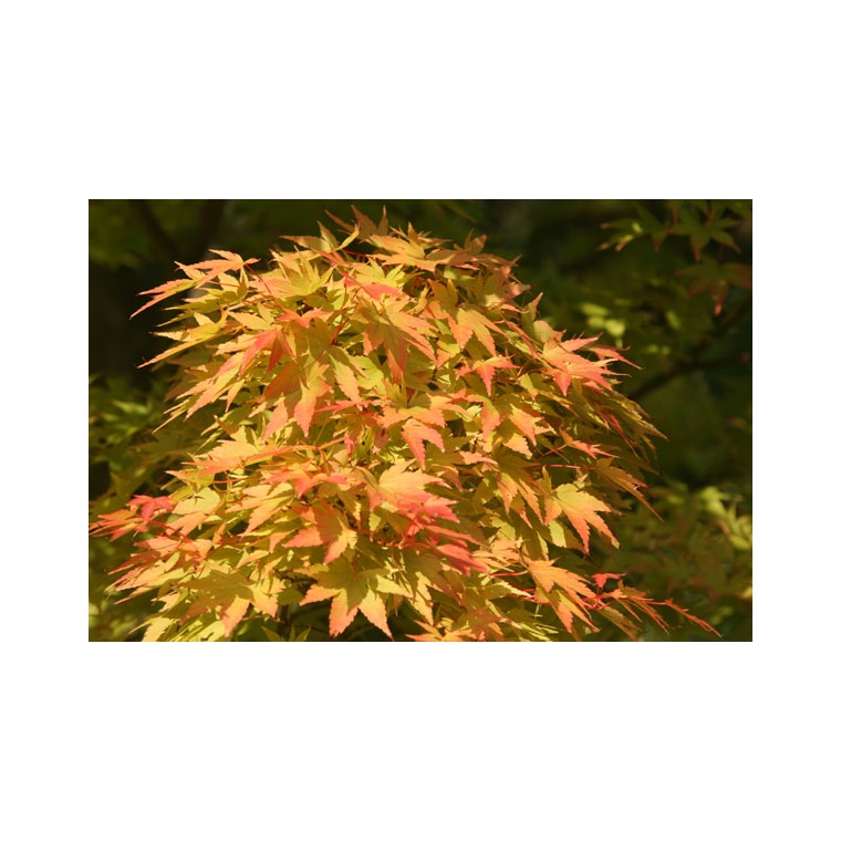 Acer palmatum'Sangokaku' 