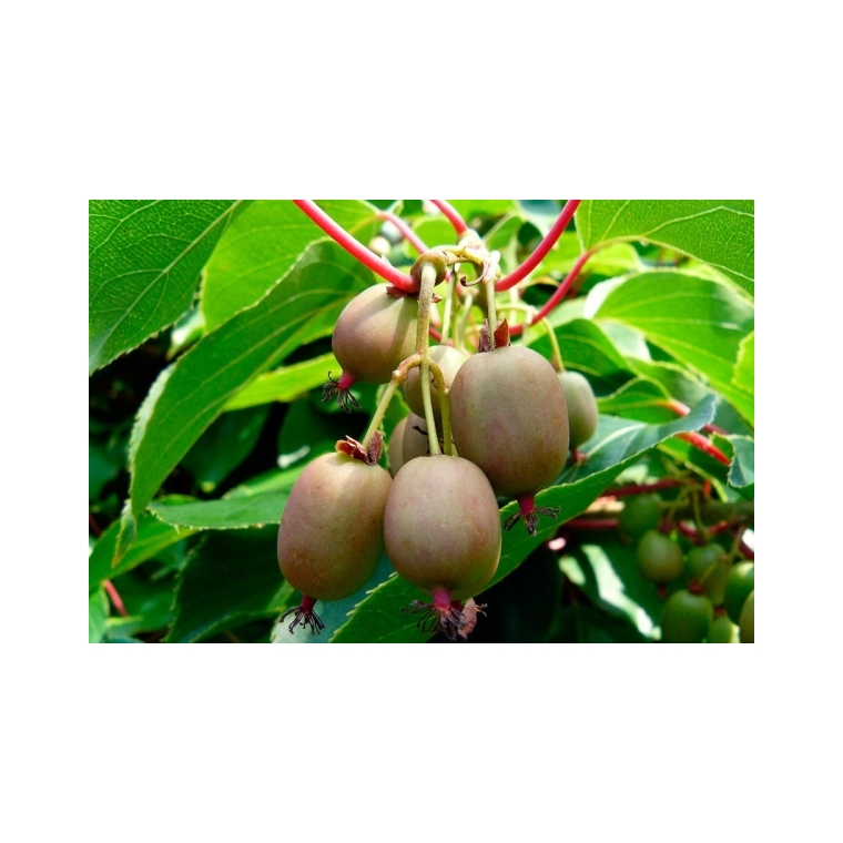 Kiwi Actinidia arguta'Issai 