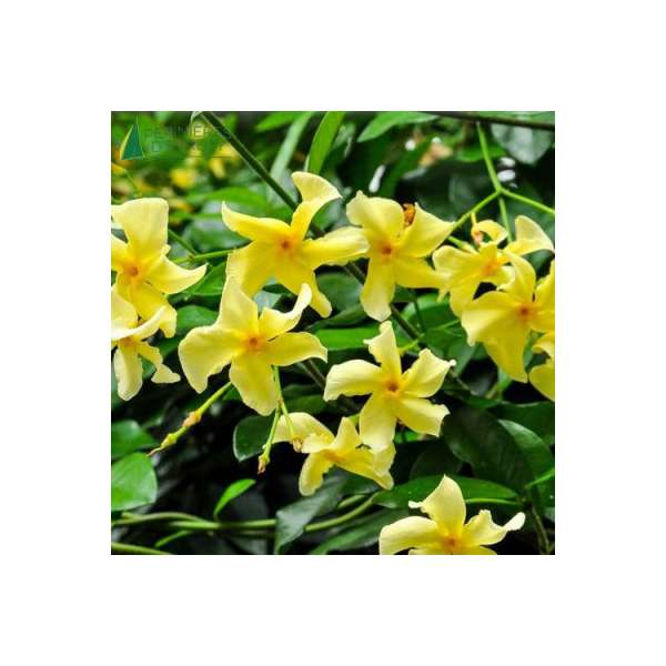 Jasminum asiaticum'Mandanianum' 