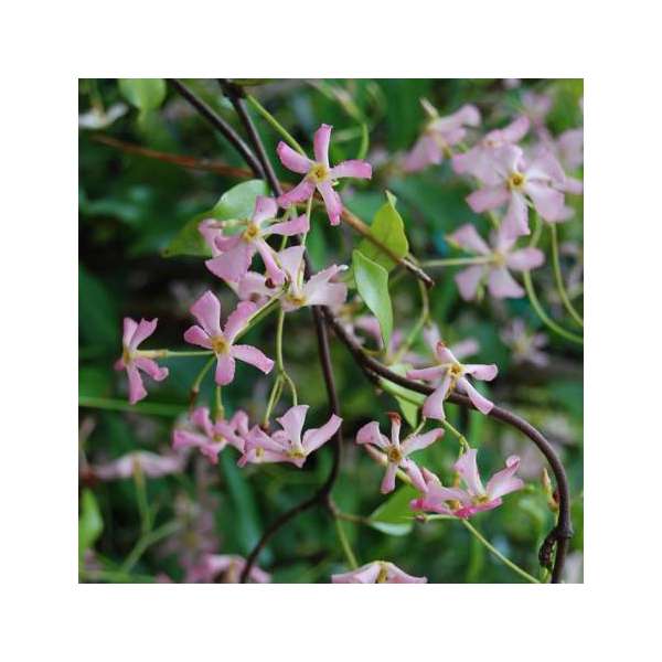 Trachelospermum jasminoides'Pink Showers' 