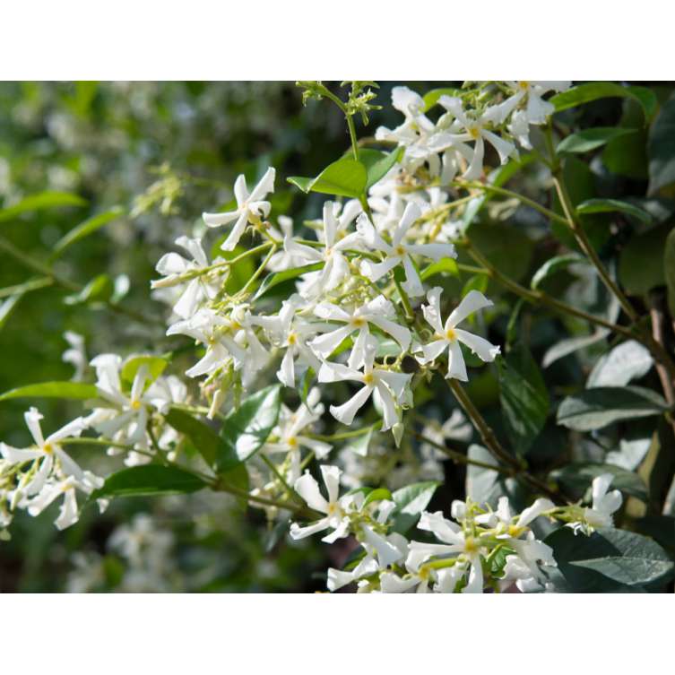 Trachelospermum jasminoides 