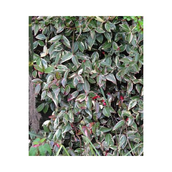 Trachelospermum jasminoides'Variegatum' 