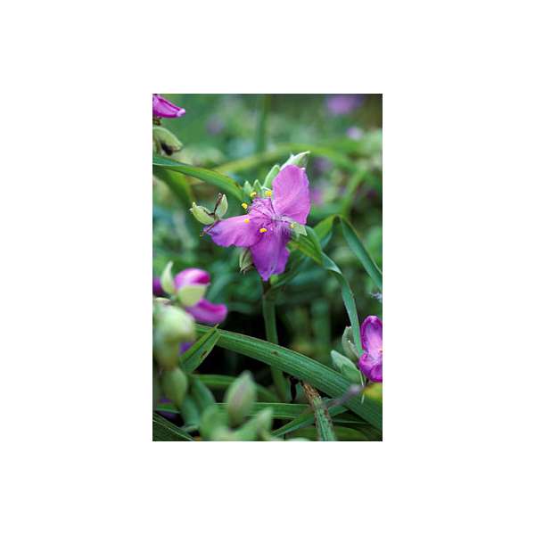 Tradescantia'Charlotte'