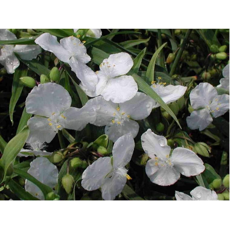 Tradescantia'Innocence'