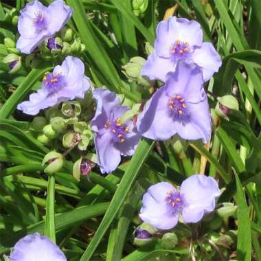 Tradescantia'Little Doll'