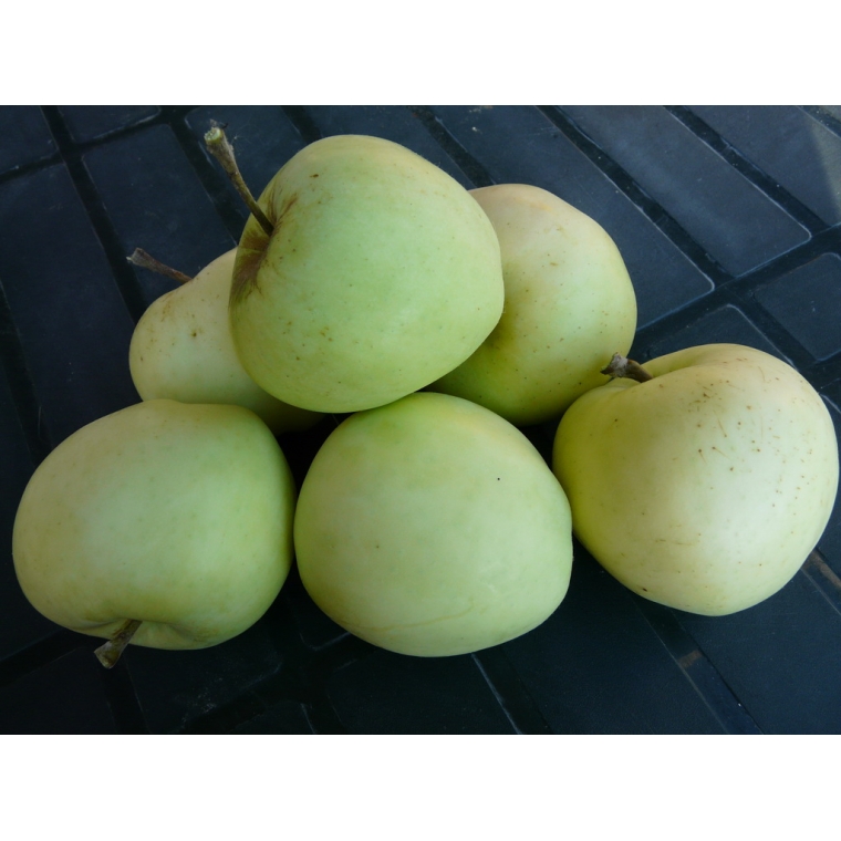 Appel'Transparant Jaune' 