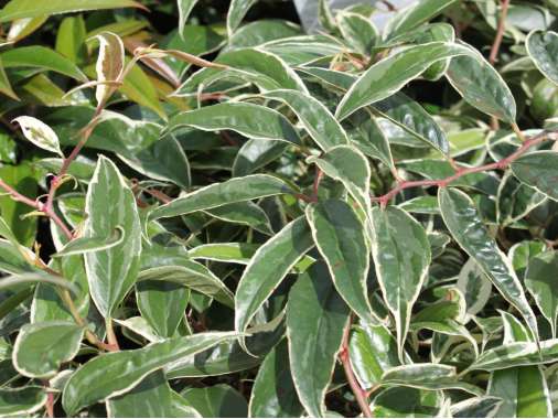 Leucothoe'White Water' 
