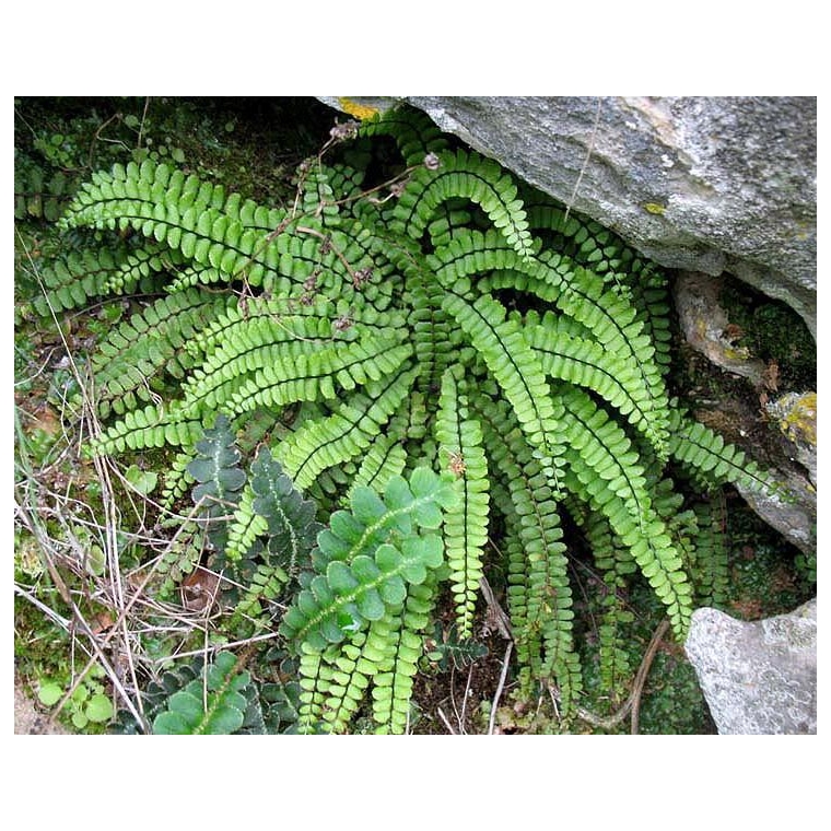 Asplenium trichomanes
